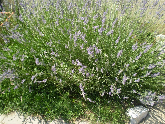 lavanda